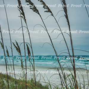 Dune grass in front of a soft ocean shoreline, used in Anatomy of Release chapter art.