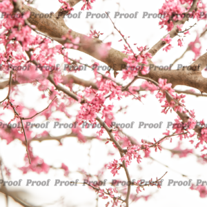 Pink blossoms on tree branches against a pale sky, used as Anatomy of Release chapter art.