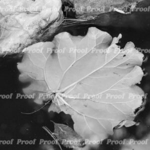 Black and white photograph of a leaf floating in water near rocks, used as Anatomy of Release chapter art